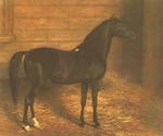 Black Arab - Agasse