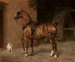 Carriage Horse