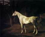 Forest Dapple