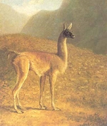 The Guanaco