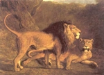 lion and lioness