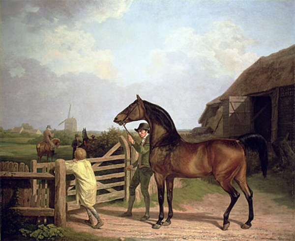 Bay Ascham Stallion Led Through a Gate to a Mare