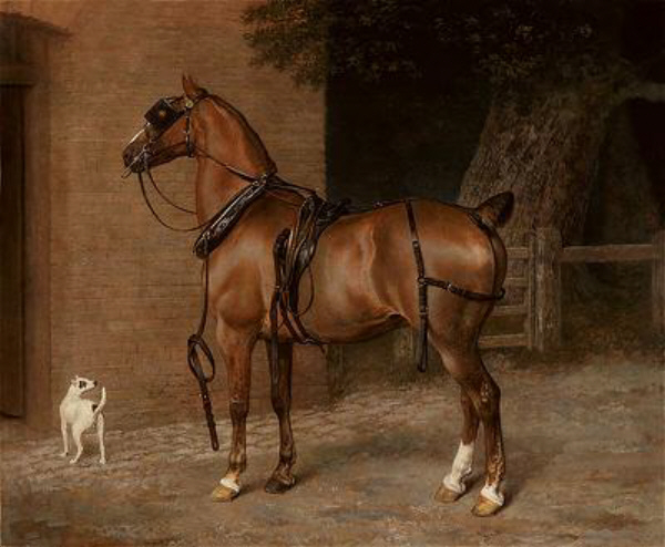Carriage Horse