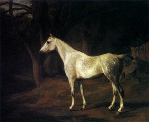 Forest Dapple