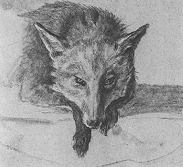 Fox Seen Head on