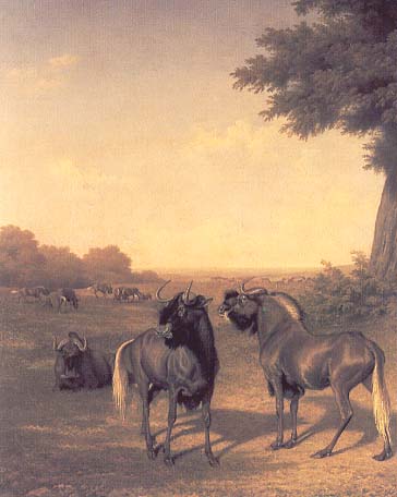 White Tailed Gnu