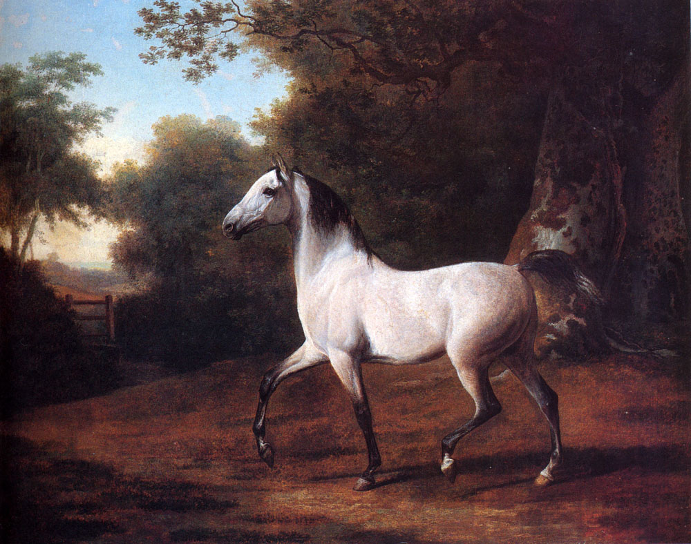 Grey Arab Stallion in a Wooded Landscape