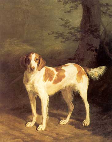 Dash a setter 