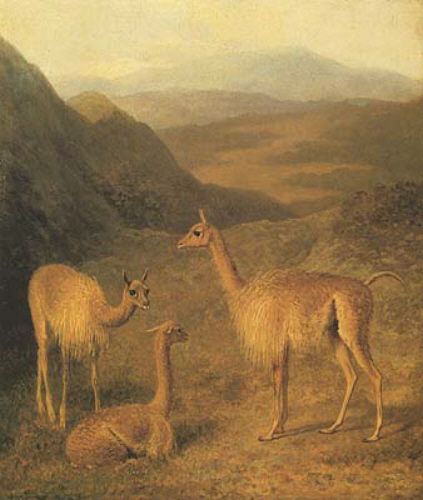 The Vicuna