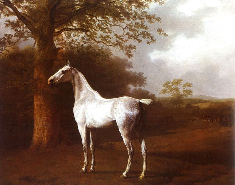 white horse in pasture
