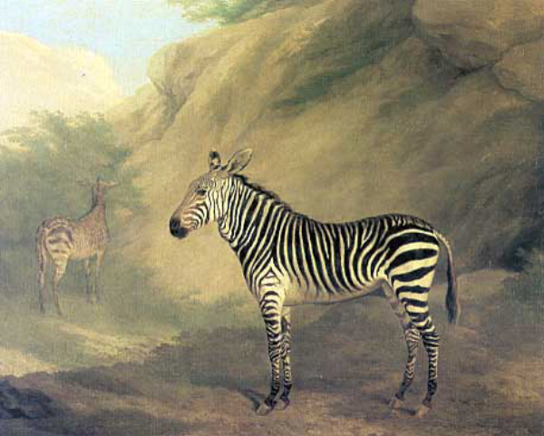 Zebra