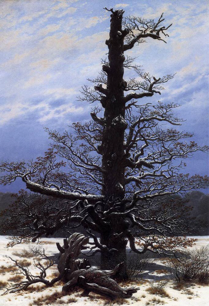 Oak Tree in the Snow