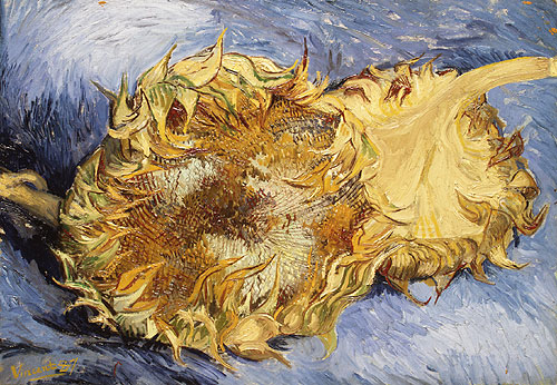 Sunflower Heads