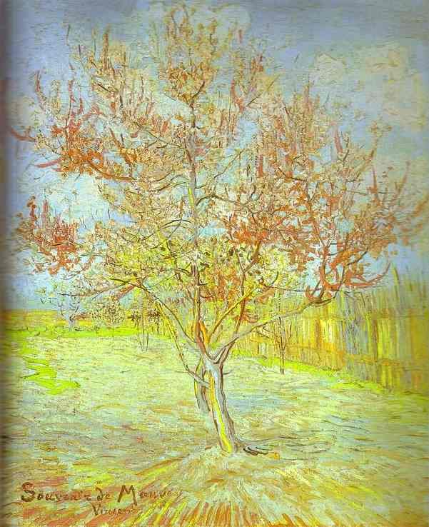 Peach Tree in Bloom
