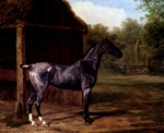 Lord Rivers Roan Mare - Agasse Lord Rivers Roan Mare - Agasse