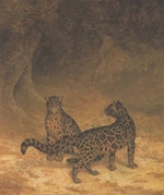 Two Clouded Leopards from Sumatra - Agasse