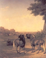 white tailed gnu - Agasse
