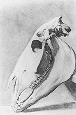 Skull of A horse - Agasse Skull of A horse - Agasse