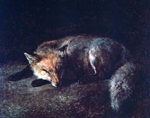 Sleeping Fox - Agasse Sleeping Fox - Agasse