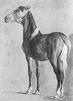 A Small Horse - Agasse A Small Horse - Agasse